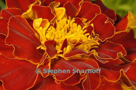 marigold french dwarf 2 graphic